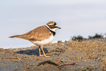 Little ringed plover (Charadrius dubius), bird standing on the lake shore