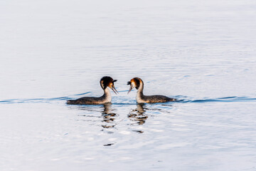 Mating games of two water birds Great Crested Grebes. Two waterfowl birds Great Crested Grebes swim in the lake with heart shaped silhouette