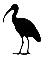 Obraz premium Silhouette of a standing ibis with curved bill