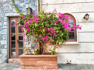 Bougainvillea blooms brighten up a stone wall in a charming outdoor setting during the golden hour