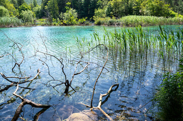 Reeds in the water of a lake