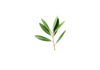Obraz premium Vibrant olive branch with lush green leaves, perfectly isolated on a transparent, shadowless studio backdrop, soft diffused lighting, flat lay, clean and serene natural health concept