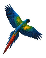 Silhouette of a flying macaw with vivid feathers