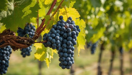 Fototapeta premium Ripe Grapes Hanging on Vine, Ready for Harvest in Vineyard, Autumn Season.