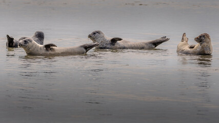 Seals on the beach of the Authie bay in Berck