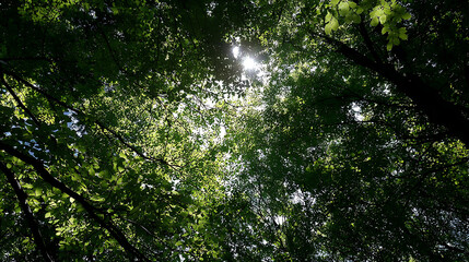 Obraz premium Bright sunlight filtering through lush green leaves in a peaceful forest during a summer afternoon