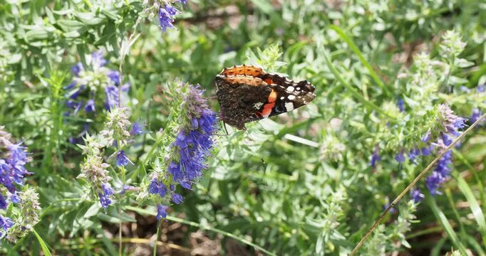 Papillon Vulcain ou vanesse amiral (Vanessa atalanta) pos&eacute; sur de jolies fleurs aromatiques d'hysope officinale ou herbe sacr&eacute;e (Hyssopus officinalis) se gavant fr&eacute;n&eacute;tiquement de leur nectar 
