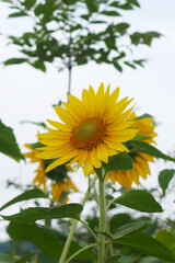 sunflower, one sunflower, park in the city, gardening flower, haverst, summer flowers