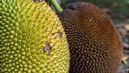 Close up of a green jackfruit next to a brown jackfruit showing the spiky texture of the skin