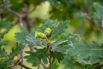 acorns on an oak tree