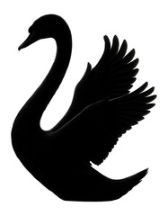 Fototapeta premium Swan silhouette with long neck and graceful wings