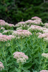sedum plant