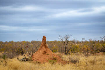 Termite mound on savanna with storm clouds, Kruger National Park, Limpopo, South Africa.