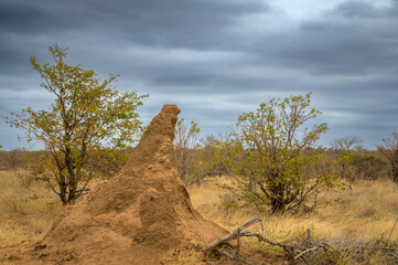 Termite mound on savanna with storm clouds, Kruger National Park, Limpopo, South Africa.