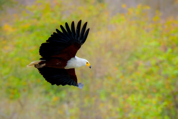 African fish eagle (Haliaeetus vocifer) in flight with colorful background, Kruger national park, South Africa.