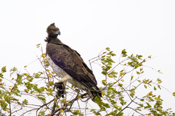 Martial Eagle (Polemaetus bellicosus) perched in top of a tree, Kruger national park, Limpopo, South Africa.