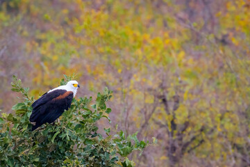 African fish eagle (Haliaeetus vocifer) perched in top of tree, Kruger national park, South Africa.