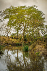 Riverine landscape with lush vegetation and Fever tree (yellow-barked)acacia (Acacia xanthophloea), Kruger national park, Limpopo, South Africa.
