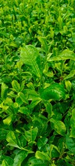 green leaves background