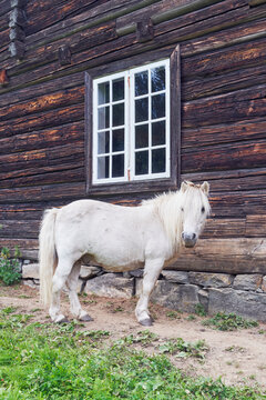 A Welsh Mountain Pony by Stenberg at Toten, Norway.