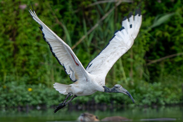 Riserva Naturale di Ostiglia Mantova lombardia italia 