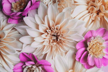 Many beautiful fresh colorful cream and purple dahlia flowers in full bloom, top down view. Fall blossoms. Floral texture for background.