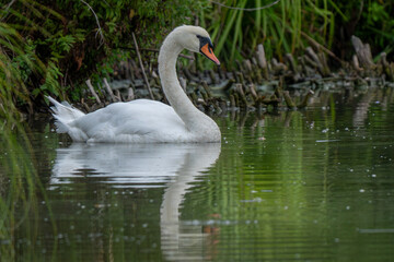Riserva Naturale di Ostiglia Mantova lombardia italia 