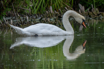 Riserva Naturale di Ostiglia Mantova lombardia italia 
