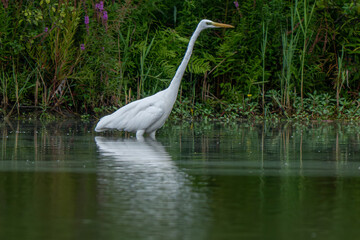 Riserva Naturale di Ostiglia Mantova lombardia italia 