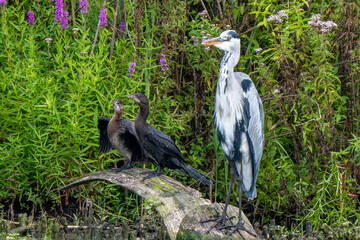 Riserva Naturale di Ostiglia Mantova lombardia italia 