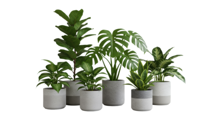 Medium shot of vibrant Fiddle Leaf Fig, Monstera, Snake Plant, and other healthy houseplants in modern pots on a clean office desk bathed in soft natural daylight, concept of biophilic workspace