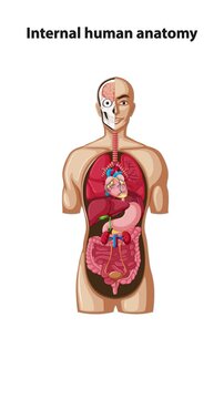 Step-by-Step Labeling of Internal Human Anatomy Diagram