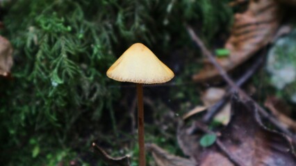 Vibrant Autumn Maple Leaf in Sunlight. Fall Foliage on a Bed of Colorful Leaves, Close-Up Macro Shot.

