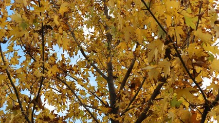 Vibrant Autumn Maple Leaf in Sunlight. Fall Foliage on a Bed of Colorful Leaves, Close-Up Macro Shot.

