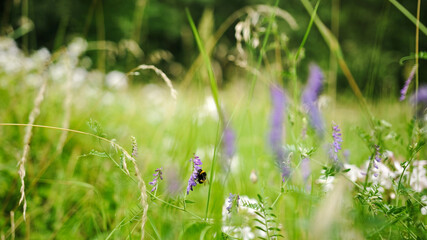 Summer Meadow With Green Grass, Flowers And Flying Bumblebee
