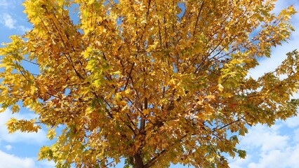 Vibrant Autumn Maple Leaf in Sunlight. Fall Foliage on a Bed of Colorful Leaves, Close-Up Macro Shot.

