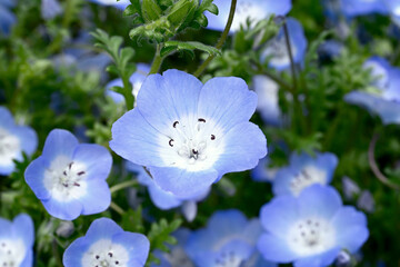 神戸布引ハーブ園