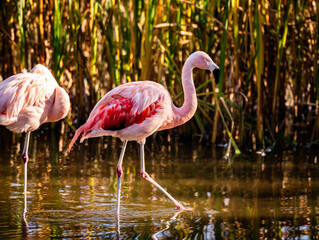 Pink Flamingo Birds In Water