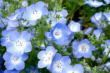 神戸布引ハーブ園