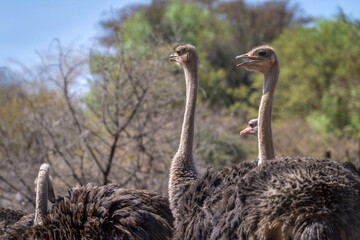 Groupe d'autruches dans la savane