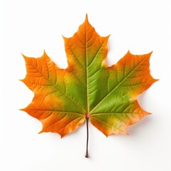Obraz premium Vibrant autumn maple leaf