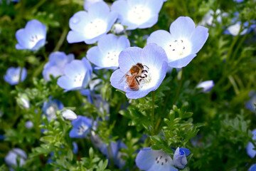 神戸布引ハーブ園