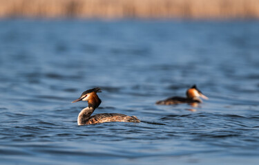 Amazing Pair Of Great Crested Grebe Water Birds Swimming On Water