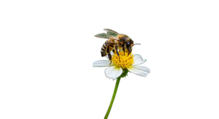 Ultra-detailed european honey bee, fuzzy body, translucent wings, on a flower, pollinating, golden hour, soft bokeh, macro close-up, natural harmony concept.