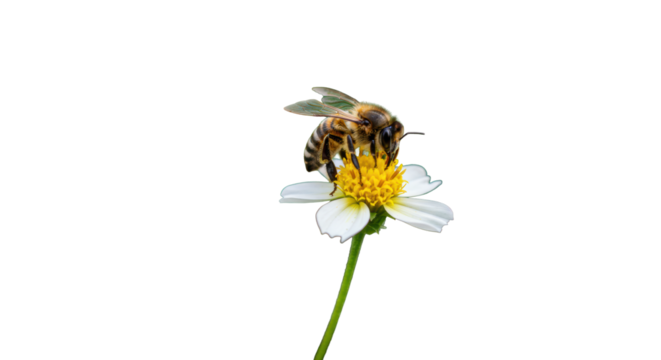 Ultra-detailed european honey bee, fuzzy body, translucent wings, on a flower, pollinating, golden hour, soft bokeh, macro close-up, natural harmony concept.