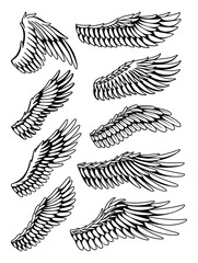 Wings sketch collection. Stylized birds wings. Hand drawn contoured stiker wing in open position. Vector design elements in coloring style