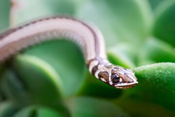 Fototapeta premium Snake slithering over green leaves.