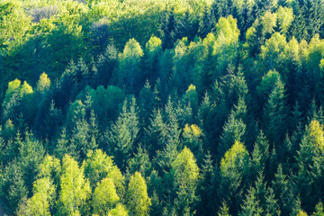 Lush green forest in Sweden showcasing diverse trees and natural beauty during daylight