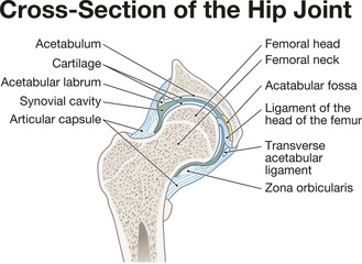 Hip Anatomy. Cross-Section of the Hip Joint. Labeld medical illustration