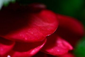 Close-Up of Vibrant Red Rose Petal